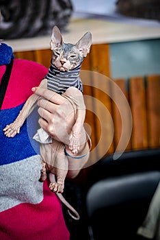 Hairless cat breed Don Sphynx