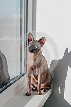 Hairless cat of the Canadian Sphynx breed sits on the windowsill in the sun