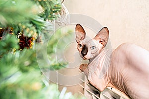 hairless cat of Canadian Sphynx breed sleeps on radiator near christmas tree.