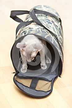 Hairless Cat in Carrier