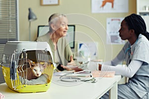 Hairless Cat in Crate at Vet Clinic