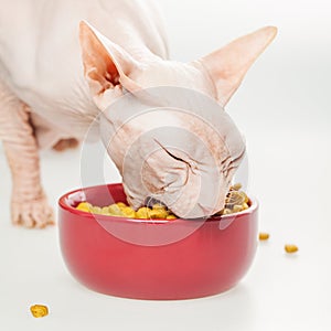 Hairless cat Don Sphynx breed with pink naked skin eats dry cat`s food from a red bowl on white floor