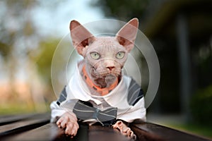 Hairless cat in dress lay on bench in park, open big eyes and waiting