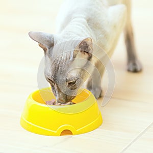 Hairless Cat Eating