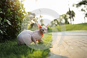 Hairless cat with pet collar traction rope play alone outside in grass