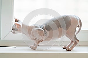 Hairless cat on a sill