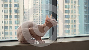 Hairless cat sit at balcony and look up, side body, 4K cat video