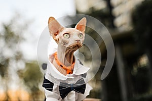 Hairless cat in suit play outdoor, open big eyes and look up
