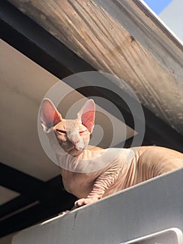 A Hairless Cat Sunbathing