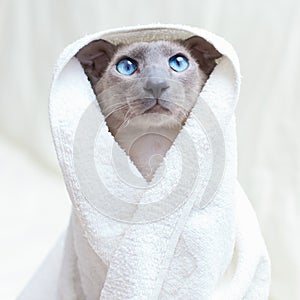 Hairless Cat in Towel photo