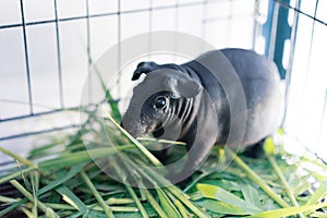 Hairless Cavy is eating the food.