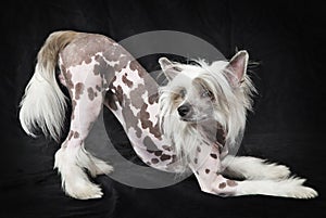 Hairless Chinese Crested dog, 1,5 years old