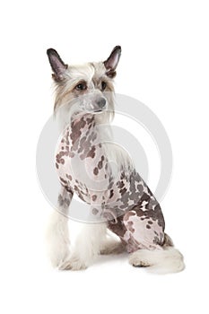 Hairless Chinese Crested dog sitting in front of white background