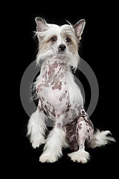 Hairless Chinese Crested dog sitting over black
