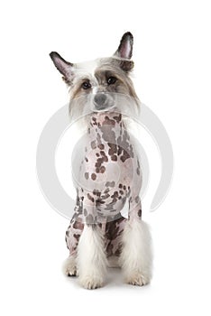 Hairless Chinese Crested dog sitting over white