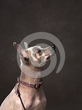 A hairless dog poses with a dignified profile