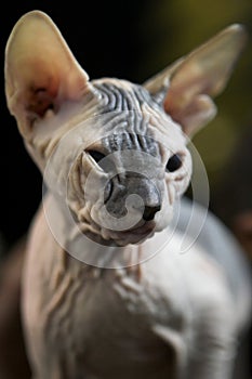 Hairless Egyptian Sphynx cat