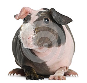 Hairless Guinea Pig in front of white background