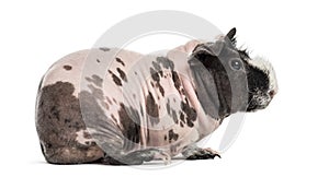 Hairless guinea pig , isolated