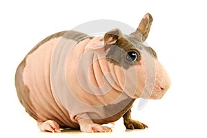 Hairless Guinea Pig isolated on white