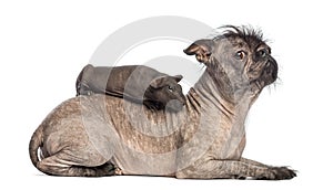 Hairless guinea pig lying on the back of a Hairless Mixed-breed dog, mix between a French bulldog and a Chinese crested dog, lying