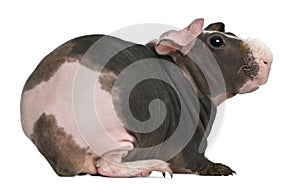 Hairless Guinea Pig standing against white background