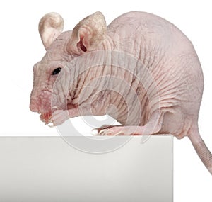 Hairless House mouse, Mus musculus