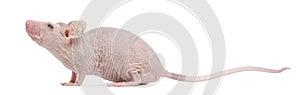 Hairless House mouse, Mus musculus