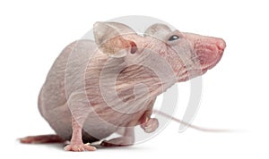 Hairless House mouse, Mus musculus