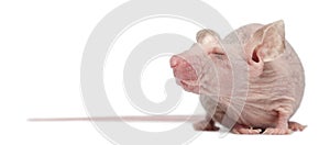 Hairless House mouse, Mus musculus