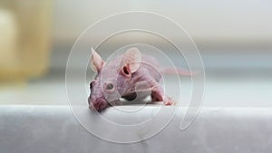 Hairless Laboratory Mouse