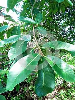 Hairless Leaf of Ficus drupacea