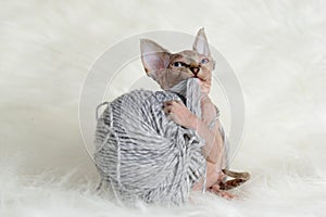 Hairless little kitten plays with a yarn