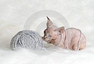 Hairless little kitten plays with a yarn