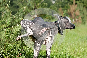 Nudo messicano il cane 