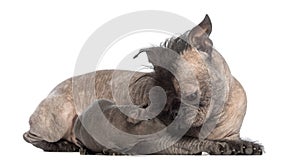Hairless Mixed-breed dog, mix between a French bulldog and a Chinese crested dog, lying with a hairless guinea pig