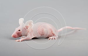 Hairless mouse