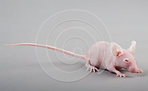 Hairless mouse