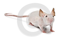 Hairless mouse, Mus musculus