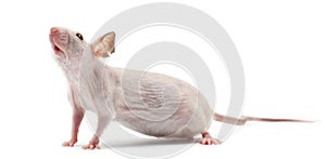 Hairless mouse, Mus musculus