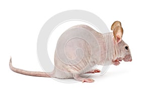 Hairless mouse, Mus musculus