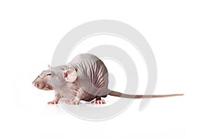 Hairless rat, side view isolated on white background.