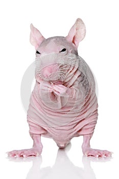 Hairless rat on a white background