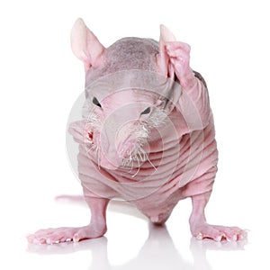 Hairless rat on a white background