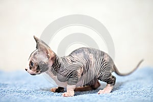 Hairless sphinx cat in short at home.