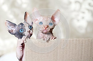 Hairless sphinx cats in short at home.