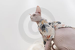 Hairless Sphinx in flower coat look up, serious and angry cat