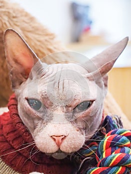 Hairless Sphynx cat in brown fur bed