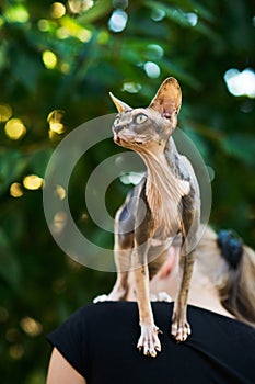 Hairless sphynx cat sitting on girls shoulder