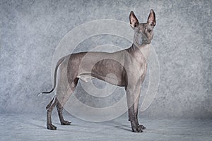 Hairless xoloitzcuintle dog